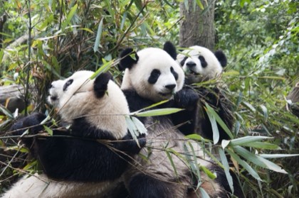 Chengdu & the Panda Base — photograph 1