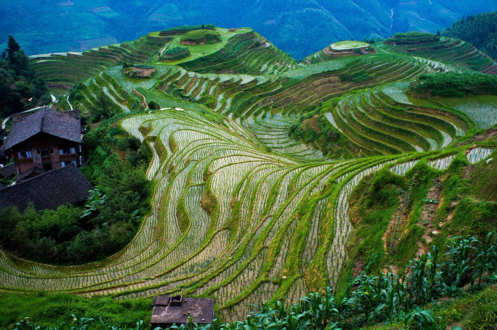 Longji Rice Terraces, Guangxi